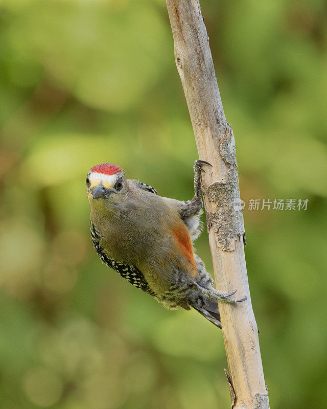 雄性红冠啄木鸟，Melanerpes rubricapillus;多巴哥